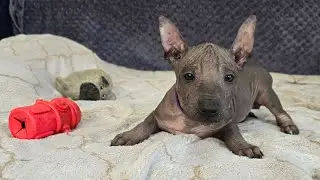 Playful and full of joy Xolo puppy 😊
