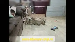Щенки корги, Из Империи Адамант. Есть свободные щенки!