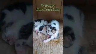 Anak bubu tinggal tiga, satunya dimakan. #cat #kitty #kitten #kucing #kucinglucu #kucingimut