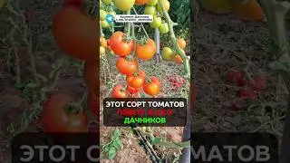 Этот сорт томатов повергнет вас в шок 