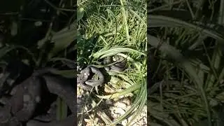 Grass Snake.