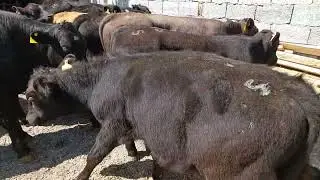 Ангус Авликол Симментал яхшилари келди 903057667  917409091
