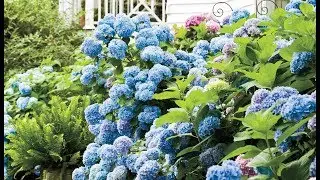 Essential Southern Plant: Hydrangea | Southern Living