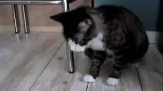 Waka Waka Cats Barfing Techno