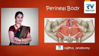 Perineal Body | Gynecological Perineum | Episiotomy