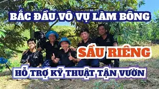 MIỀN ĐÔNG BẮC ĐẦU VÔ VỤ LÀM BÔNG SẦU RIÊNG, HỖ TRỢ KỸ THUẬT TẬN VƯỜN.
