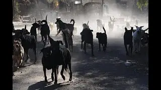 #PATAGONIA| ALARMA POR PERROS SALVAJES