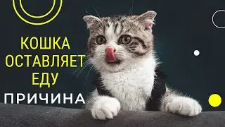 Почему кошки оставляют еду?!