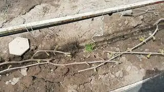 Как зимует виноград?                           тел.89202684457