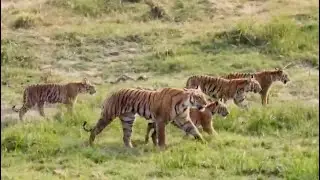 5 Tigers in one frame | Paarwali Tigress with Cubs at Dhikala | Corbett National Park