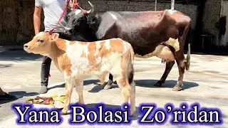 Bolasi. Zo’rlaridan  Sigirlar. Sotiladi ☎️91,680,28.63 ☎️90,560,76,00 dastafka bor