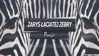 Zarys Łaciatej Zebry - (Pancio)