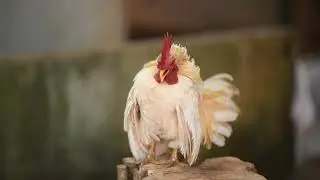 small cock, bigsound
