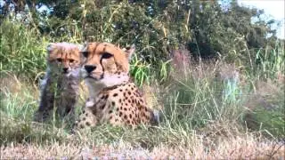cheetah mum and babies