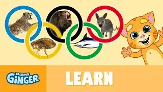 Talking Ginger’s Animal Olympics
