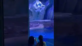 Snack time for the two lovely polar bear in SH.