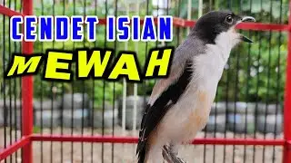 CENDET GACOR ISIAN MEWAH - SUARA BURUNG PENTET FULL ISIAN