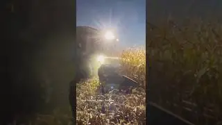 GLEANER S97 Harvesting Corn #bigtractorpower #agco #gleaner #combine #automobile