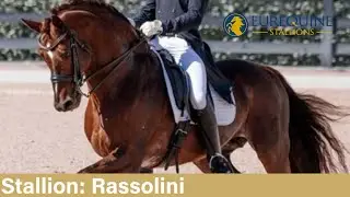 Stallion: Rassolini