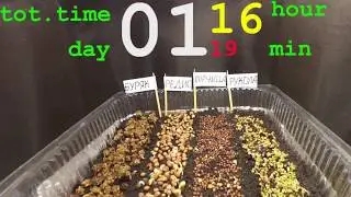 Процесс выращивания микрозеление Green Box