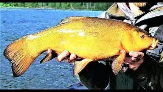 Русская рыбалка 4. Посиделки с Практологом! Ловим линя!