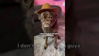 Try THIS Today 😄 #funnydogs #youtubechamps #dogshorts #memes
