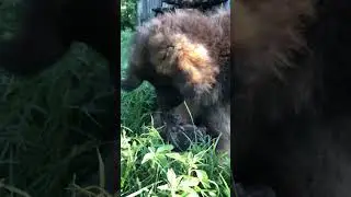 Битва за одну косточку🤣🤭 