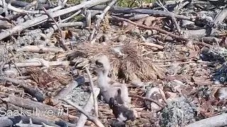 #1 Sääksilive (Osprey Cam in Finland) | Baby osprey alone in the nest | June 29, 2022