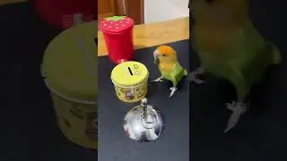 300 iq parrot 