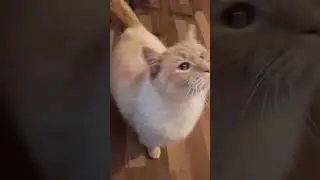 Вася