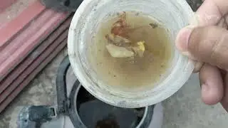 Cairan Pupuk Kulit Bawang Merah Setelah 3-4 Hari Siap Untuk Di Aplikasikan Ke Tanaman Bougenville