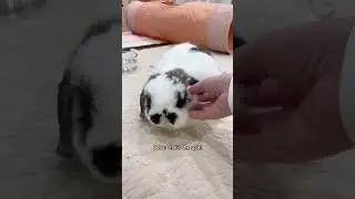 Two bunnies two different personalities 🐰🐰