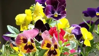 Честита Цветница! Танц на цветята ❤️