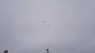 Сизые бакинцы на посадке! 🕊🕊🕊