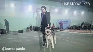🖤Скай🖤JGr Ch BUENO PARDO LUKE SKYWALKER●Sire: Bueno Pardo Expressed Olaf+dam: Bueno Pardo Gril'yazh