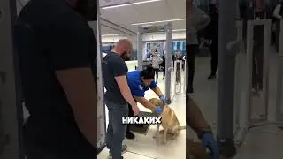 The dog behaved better on the plane than people 