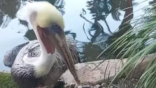 Animal Exhibition at Flamingo Las Vegas Hotel & Casino
