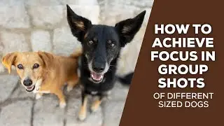 Mastering Group Shots in Pet Photography: How to Keep All Eyes in Focus