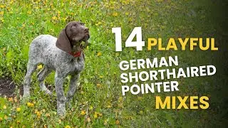 14 Playful German Shorthaired Pointer Mixes
