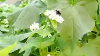 Maine Bumble Bee Atlas Instructional Video