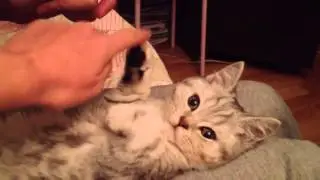 ПЛАСТИЛИНОВЫЙ КОТИК