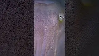 TV ❌ cuttlefish ✅ 