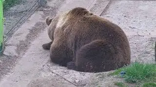 Любимый и пушистый Мансур отдыхает 4