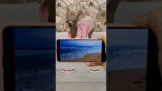 поехали на море? #рубина #собака #выбирашки #море #питомец #животные