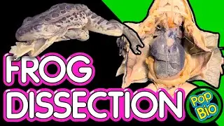 Frog Dissection Anatomy and Function