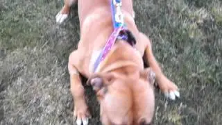 Brandy at RSPCA Sheffield