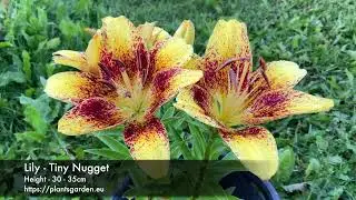 Lily - Tiny Nugget 4K