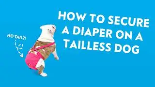 How to Keep a Diaper on a Dog without a Tail