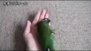 Умный попугайчик (неразлучник)