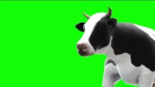 Green screen cow | Walking Cow green screen 